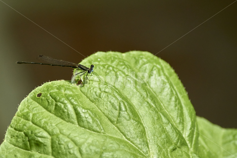 배추,잠자리,실잠자리,곤충,여름,날개,동물,animal,곤충,벌레,insect,bug