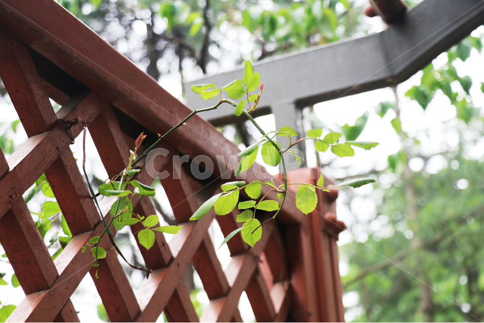 공원,격자,덤블,장미,넝쿨,식물,자연,plants,nature