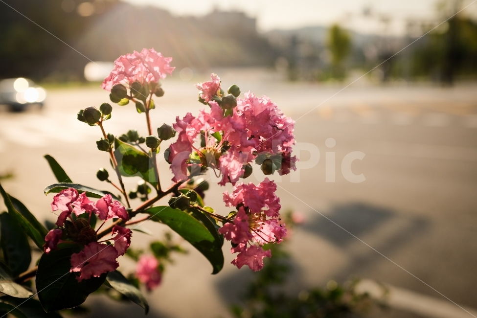 꽃,flower,분홍,감성사진,따뜻함,식물,자연,plants,nature,꽃,flower,휴식,힐링,rest,relaxation,healing,감성,sensible,feeling
