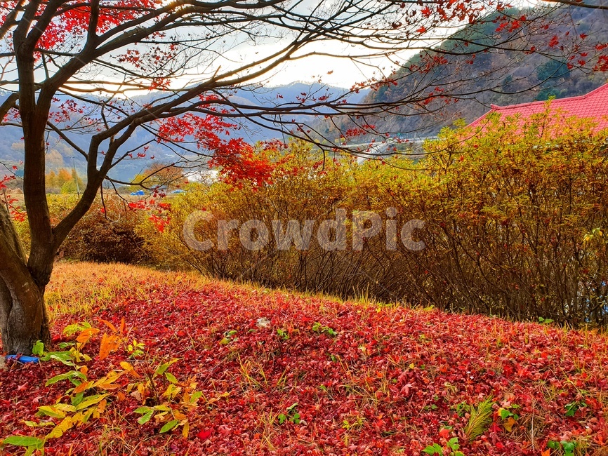 leaf,잎,식물,나무,plant,tree,가을느낌,가을풍경,열정,단풍,maple,autumn,정열적인,자연,nature,가을,계절,fall,autumn,season,자연,풍경,nature,landscape