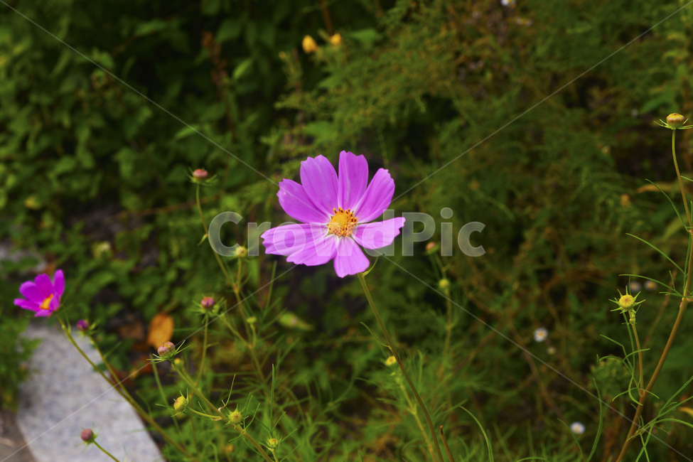감성,꽃,여름,잔디,풀밭,가을,계절,fall,autumn,season,식물,자연,plants,nature,꽃,flower,plant,blossom,geranium,제라늄