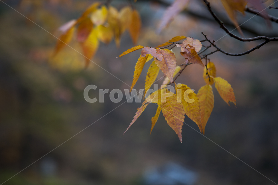 느티나무잎,단풍,가을,울긋불긋,나무잎,가을,계절,fall,autumn,season,leaf,잎,plant,식물,tree,나무
