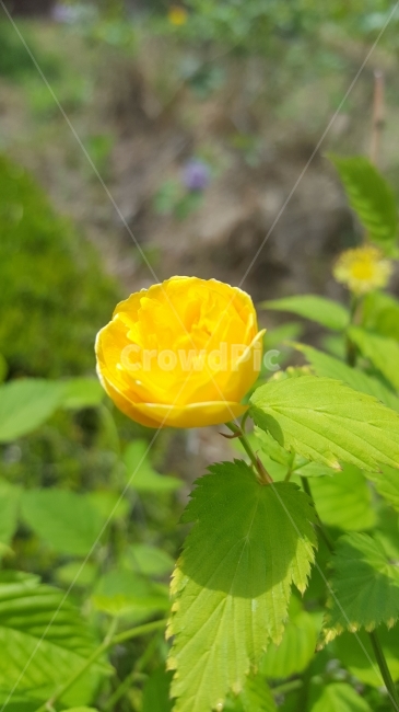 자연,노란꽃,산책,화창한아침,화사함,식물,자연,plants,nature,꽃,flower