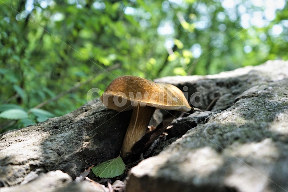 버섯,자연,산,숲,mushroom,nature,forest,버섯,mushroom