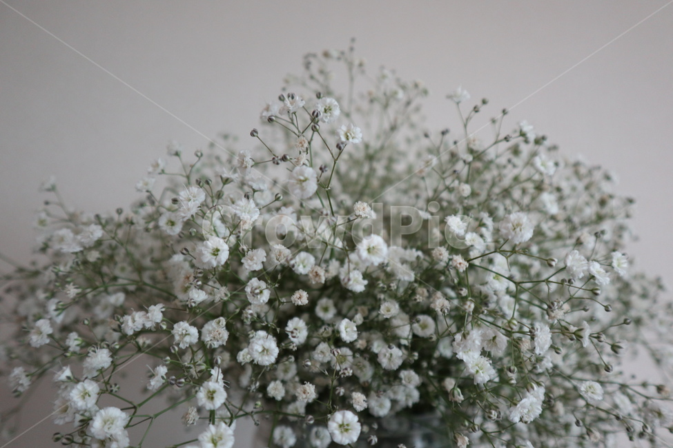 안개꽃,꽃,flower,식물,꽃다발,식물,자연,plants,nature,꽃,flower