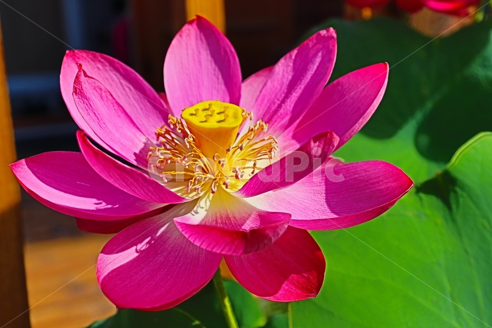 꽃,flower,lotus,식물,연꽃