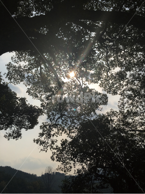 햇살,태양,역광,나무,사이,자연,자연,풍경,nature,landscape,light,빛,flare,플레어,tree,plant,식물