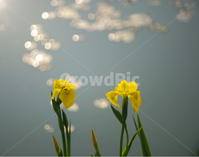 꽃,창포,5월,노란꽃,연못가,머리결,단오날,식물,자연,plants,nature,꽃,flower,휴식,힐링,rest,relaxation,healing