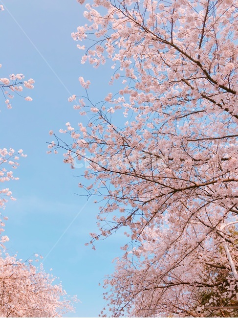 벚꽃,꽃,나무,하늘,풍경,sky,tree,flower,cherryblossom