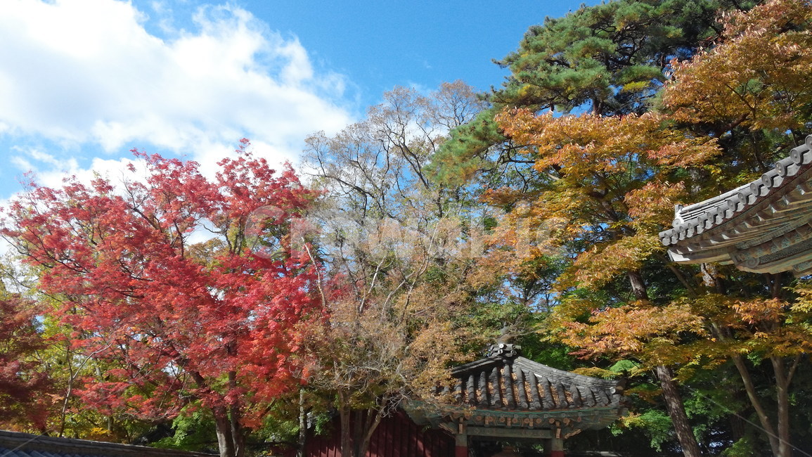 가을,단풍,불국사,기와,자연,나무,풍경,autumn,colorful,가을,계절,fall,autumn,season,자연,풍경,nature,landscape,tree,plant,식물