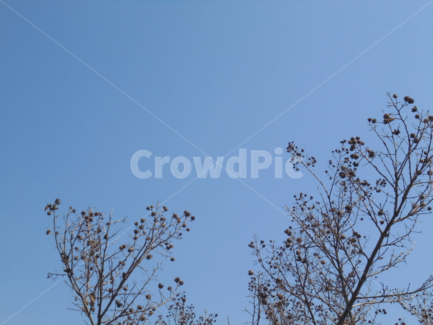 나무,자연물,자연,sky,nature,tree,식물,자연,plants,nature,나무,trees,wood