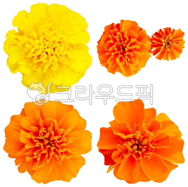Cheonsu Guk,collage,frenchmarigold,mansu guk,americanmarigold,flower