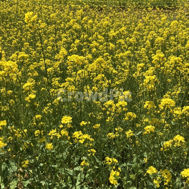 자연,풍경,나무,꽃밭,유채꽃,식물,자연,plants,nature,꽃,flower