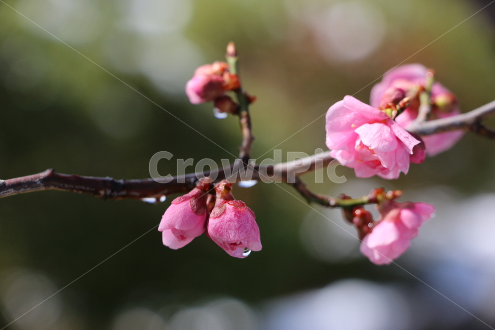 꽃,folwer,나무,자연,나뭇가지,plant,식물,핑크,감성,색감,봄,식물,자연,plants,nature,꽃,flower