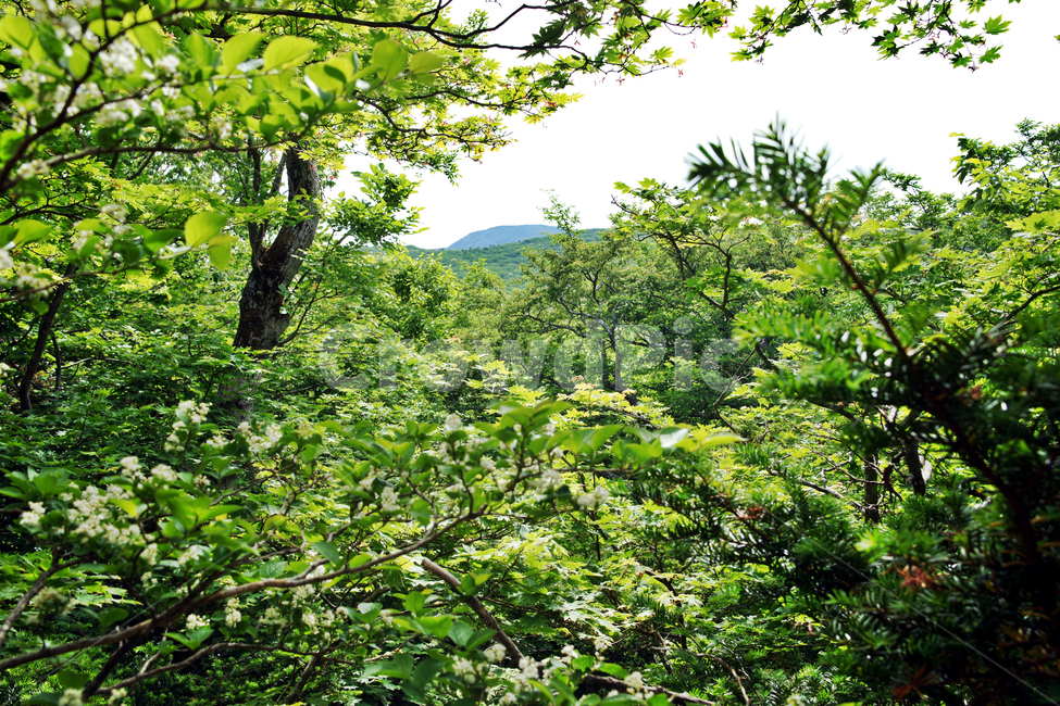 숲,자연,나무,식물,고목,제주,사라오름,사라봉,자연,풍경,nature,landscape,vegetation,초목,plant,rainforest,열대 우림,land,땅,tree,outdoors,옥외,jungle,밀림