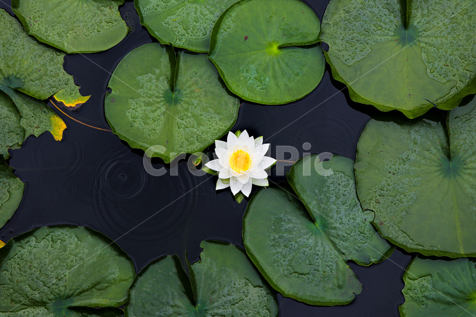 연꽃,자연,여름,꽃,flower,blossom,plant,식물,식물,자연,plants,nature,꽃,flower