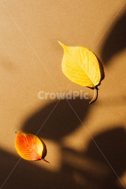 가을,낙엽,자연,노랑,풍경,나뭇잎,가을,계절,fall,autumn,season,plant,식물,leaf,잎