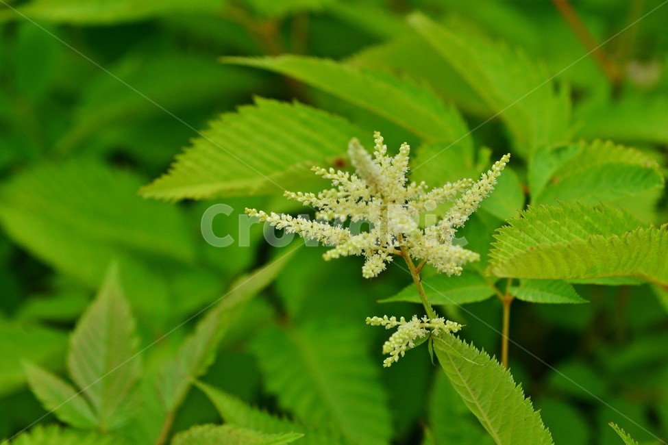 광주,서구,공원,풍암저수지,풍암공원,nature,자연,outdoors,옥외,plant,식물,승마,약용,관상용,field,들,blossom,flower,꽃
