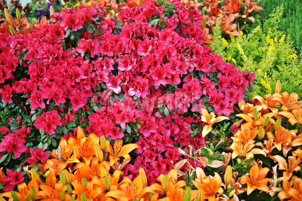 꽃밭,나리,들장미,다발,꽃,식물,식물,자연,plants,nature,꽃,flower