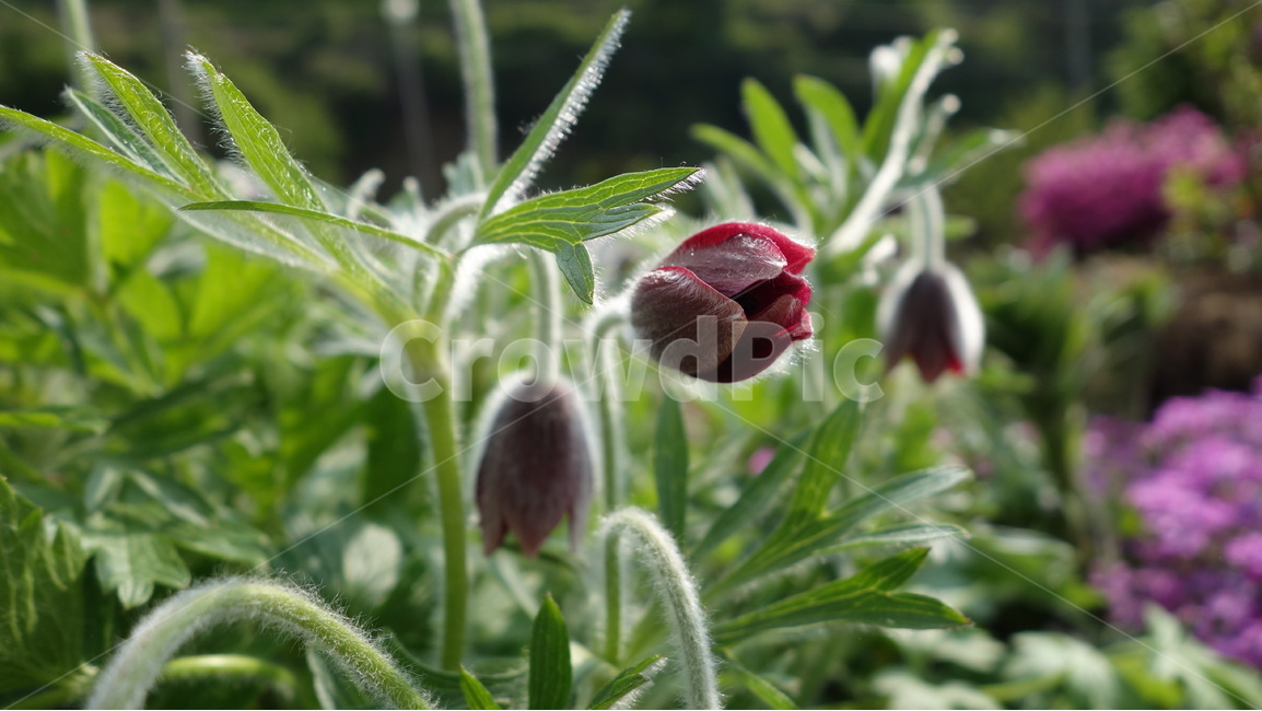 꽃,할미꽃,봄,자연,풍경,식물,자연,plants,nature,꽃,flower