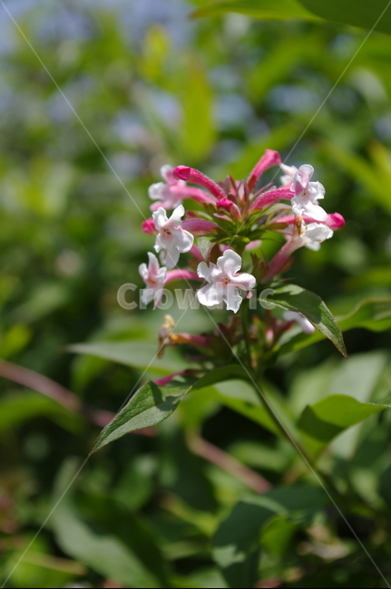 꽃,flower,식물,plant,계절,봄,spring,식물,자연,plants,nature,꽃,flower