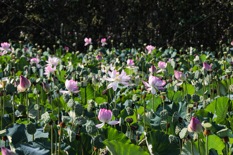 식물,꽃,연꽃,plant,flower,blossom,식물,자연,plants,nature,꽃,flower