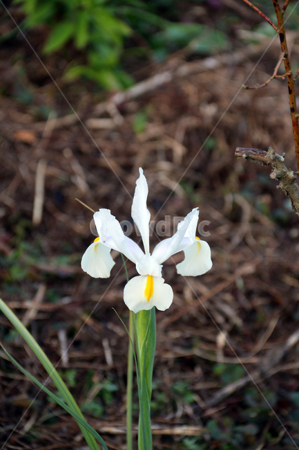 일본,가고시마,꽃,봄,자연,산책,식물,정원,식물,자연,plants,nature,꽃,flower
