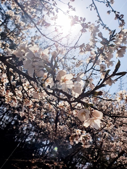 blossom,식물,꽃,flower,plant