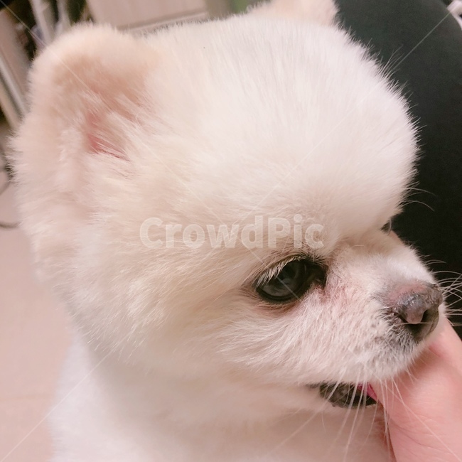 강아지,pet,포메라니안,동물,dog,동물,animal,포유류,mammal,개,강아지,dog,doggy