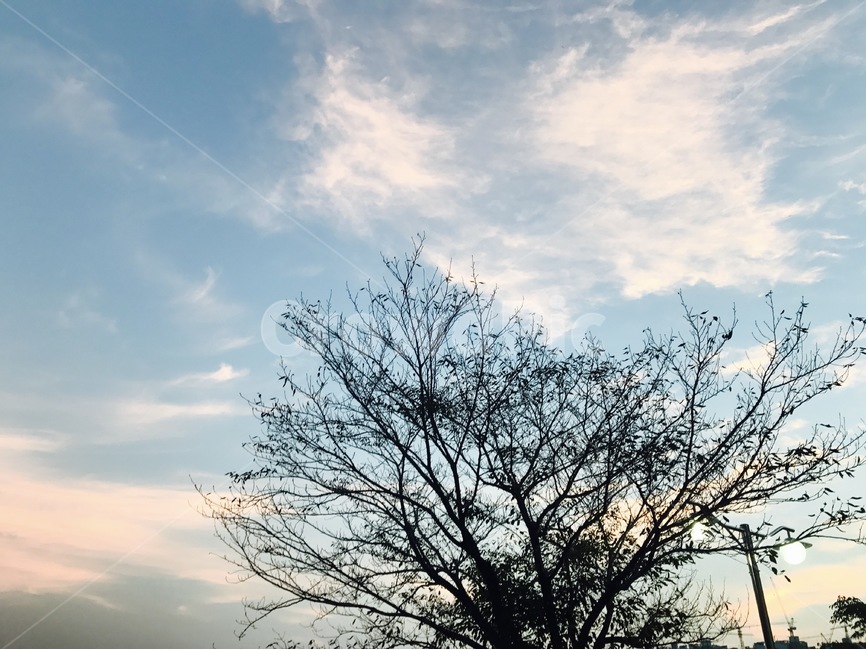 노을,하늘,그라데이션,나무,그늘,자연,풍경,nature,landscape,outdoors,옥외,tree,plant,식물