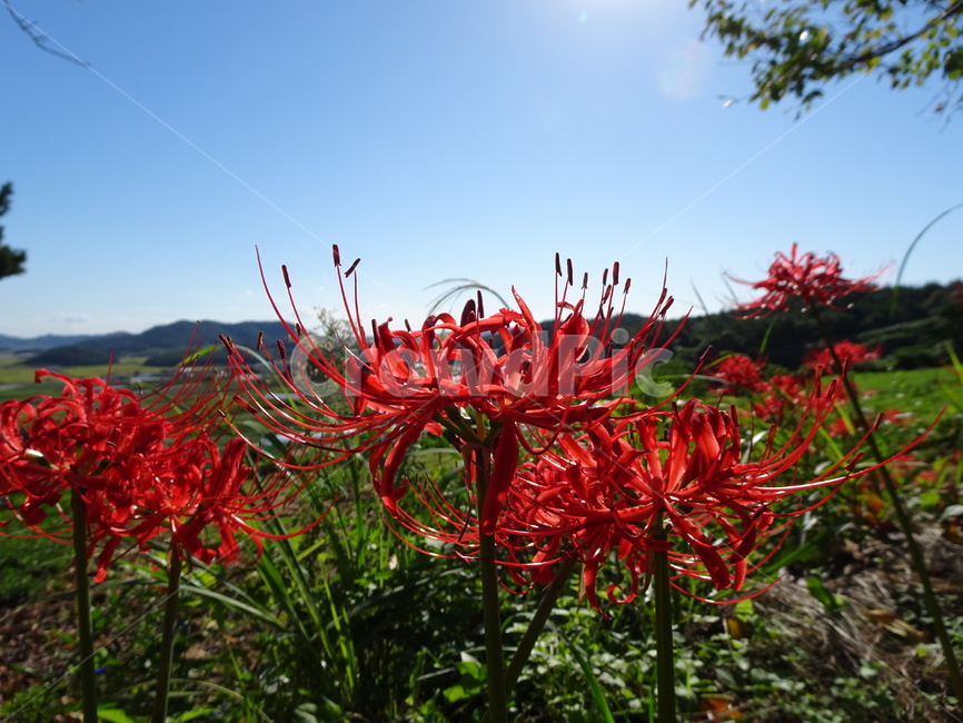 꽃,꽃무릇,상사화,하늘,빨강,식물,자연,plants,nature,꽃,flower