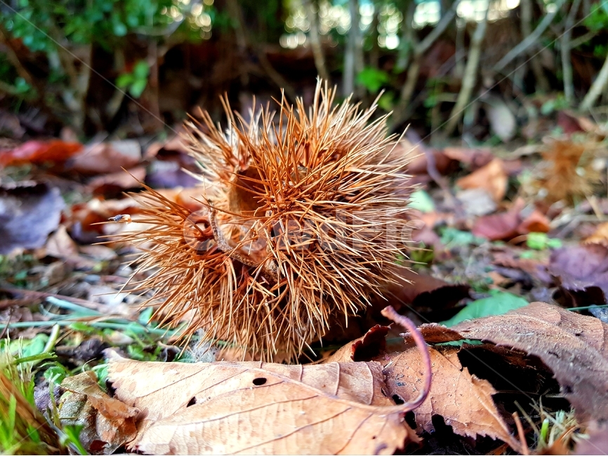 밤송이,밤,낙엽,가을,chestnutburr,과일,열매,fruit