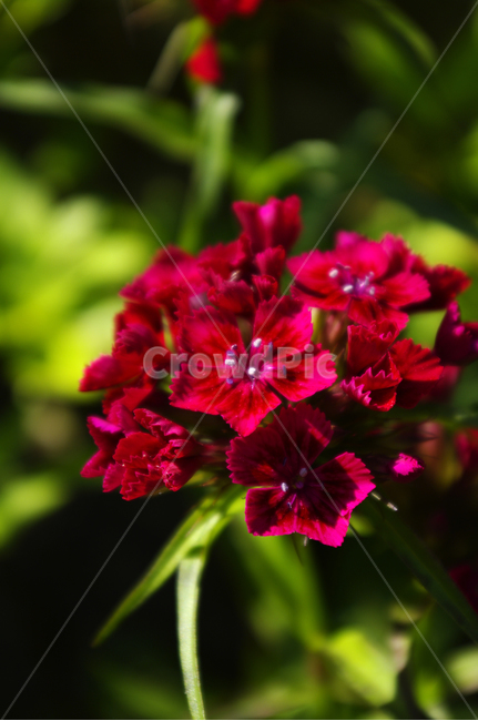 꽃,식물,flower,plant,패랭이꽃,식물,자연,plants,nature,꽃,flower
