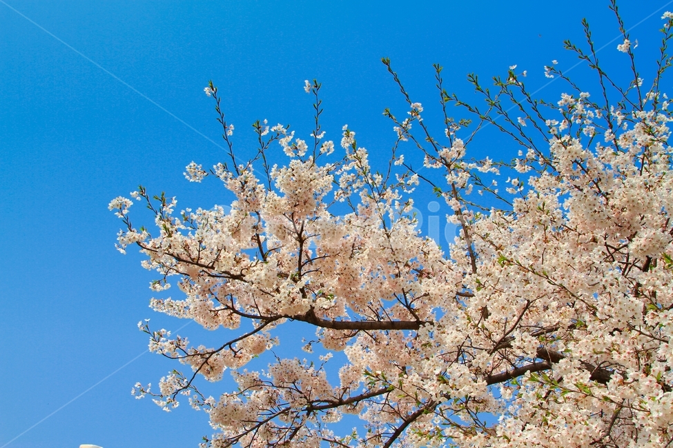 봄,벗꽃,사쿠라,일본꽃,파란하늘,봄,계절,spring,season,식물,자연,plants,nature,꽃,flower,plant