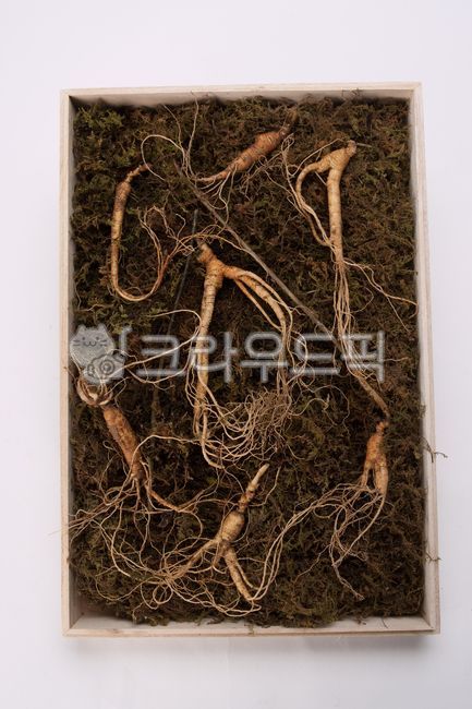 인삼, 산삼, 건강식, 수삼, 장뇌삼, 사진,이미지,일러스트,캘리그라피 - Nshims77작가