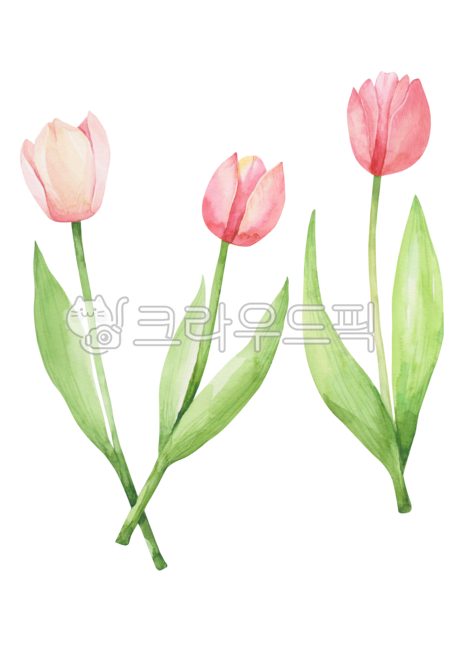 Tulip,spring,spring flowers,petal,drawing,tulip flower,decoration,floral,blossom,handwork,nature,tulip,leaf,flower,watercolor,painting,plant,illustration,Watercolor