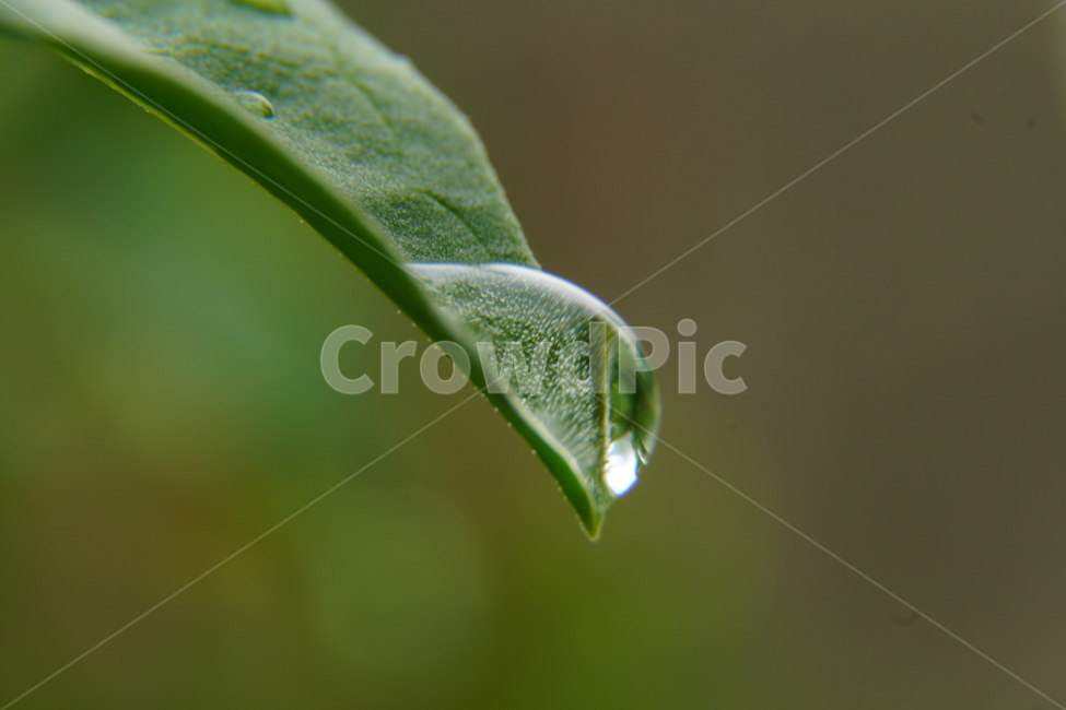 물방울,이슬,식물,풀,풀잎,자연,접사,클로즈업,풍경,waterdrop,dewdrop,빗물,nature,plant,plants,landscape,macro,closeup,이파리,식물,자연,plants,nature