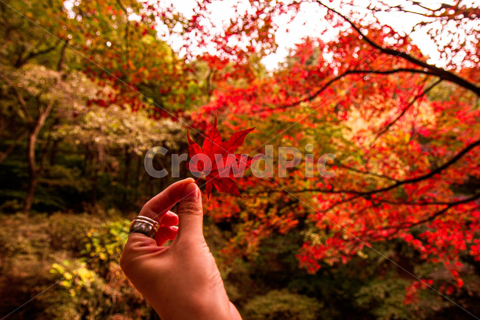 leaf,잎,plant,식물,tree,maple,단풍,person,사람,나무,human,인간,손,계절,단풍잎,가을,계절,fall,autumn,season
