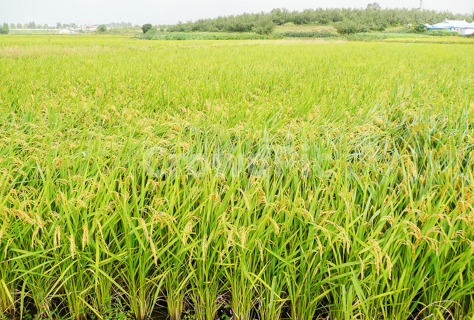 논,쌀,가을,농사,농촌,벼농사,쌀농사,ricepaddy,rice,farm,farming
