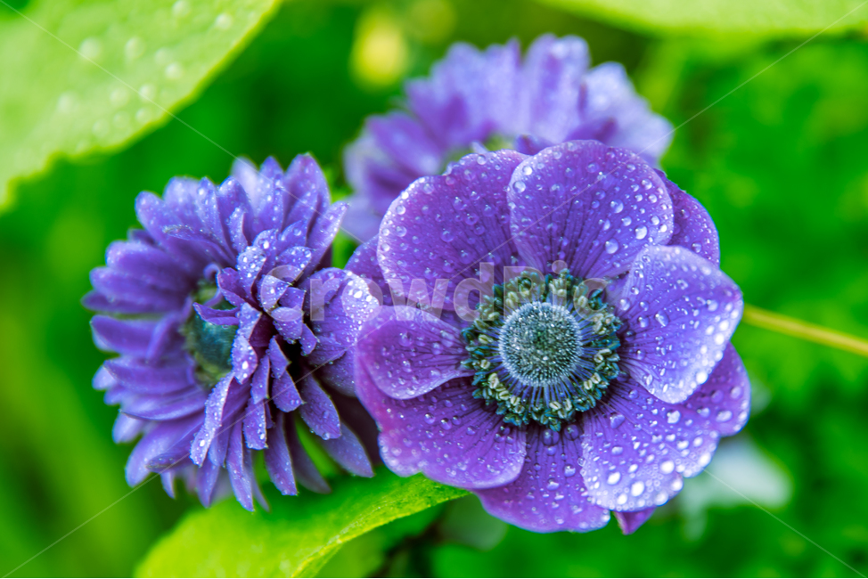 식물,꽃,plant,flower,blossom,식물,자연,plants,nature,꽃,flower