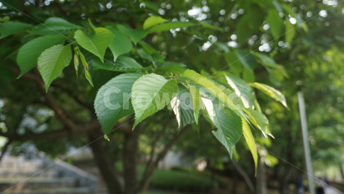 자연,나뭇잎,나무,공원,숲,식물,자연,plants,nature