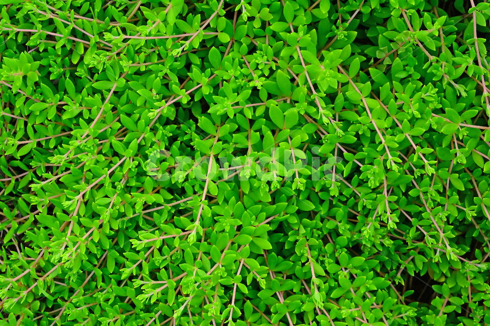 돌나물,돈나물,봄나물,식재료,자연산,식물,초본,토종,물김치,식감,plant,green,food,김치재료,싱싱한,신선한,새싹,새순,봄이미지,어린,fresh,봄,계절,spring,season,식물,자연,plants,nature,potted plant,화분,vase,병 장식,jar,항아리,pottery,도기류