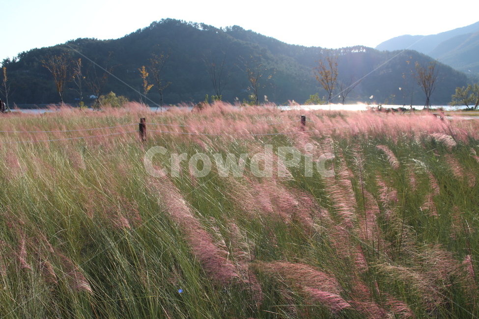 grass,잔디,plant,식물,grassland,목초지,outdoors,옥외,field,들,nature,자연,들꽃,억새