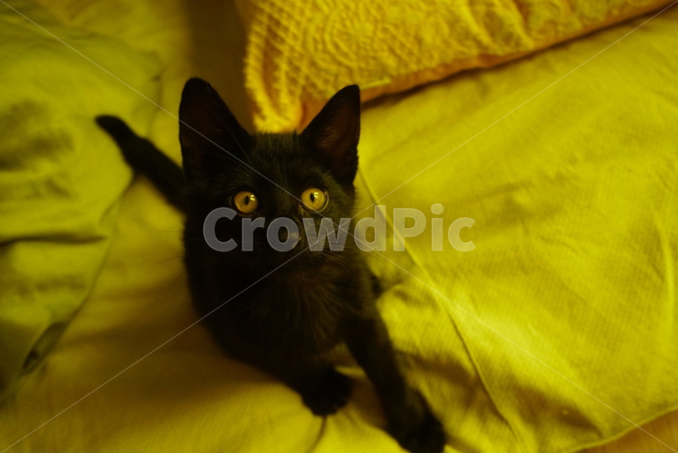 cat,고양이,pet,mammal,동물,blackcat,포유류,animal,검은고양이,반려묘,노란색눈,동물,animal,포유류,mammal,고양이,cat,kitten,kitty