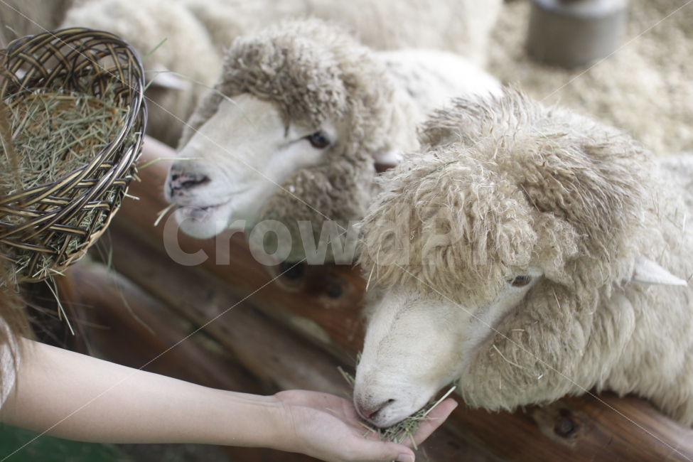 사람,손,양,목장,풀,여물,밥주기,간식,울타리,동물,animal,포유류,mammal,사람,인물,인간,human,person,산업,industry,industrial,목축업,목장,livestock farming,ranching,pasture