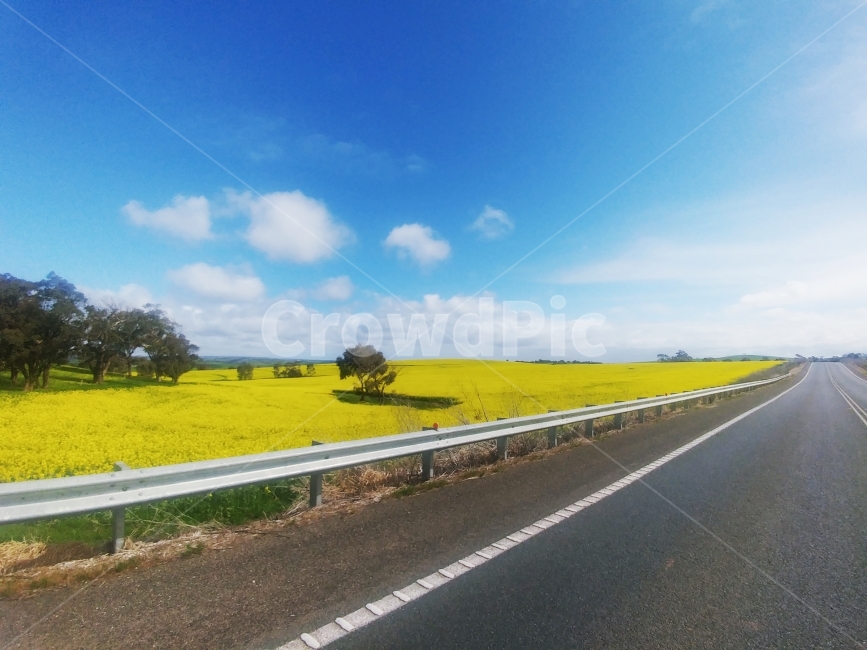 도로,고속도로,들판,나무,노란색,파란색,하늘,구름,road,freeway,field,yellow,tree,blue,sky,cloud,sunny,shine,bright,감성사진,풍경,배경,배경사진,풍경사진,평화로운,분위기,차분한,차분함,평화로움,scene,ambience,atmosphere,calm,peaceful,tranquil,still,background,자연,풍경,nature,landscape,교통,교통수단,traffic,transportation,highway,고속 도로
