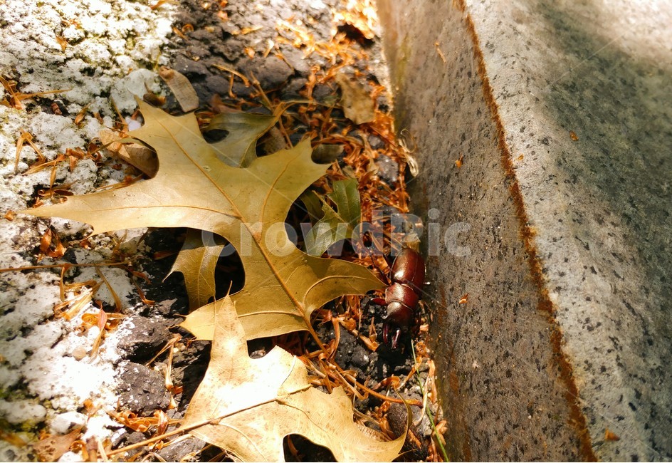 자연,곤충,사슴벌레,가을,벌레,동물,animal,곤충,벌레,insect,bug