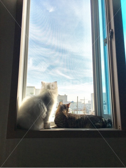 페르시안고양이,코리안숏헤어,창밖,구경중,나란히