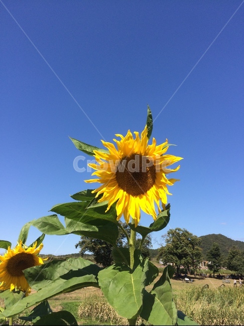 해바라기,sunflower,꽃,하늘,sky,blue,식물,자연,plants,nature,꽃,flower