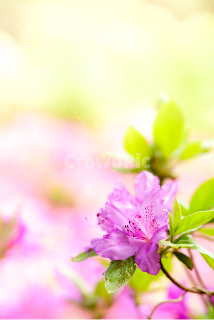 철죽,꽃,봄,접사,아름다움,핑크,봄,계절,spring,season,식물,자연,plants,nature,꽃,flower,plant